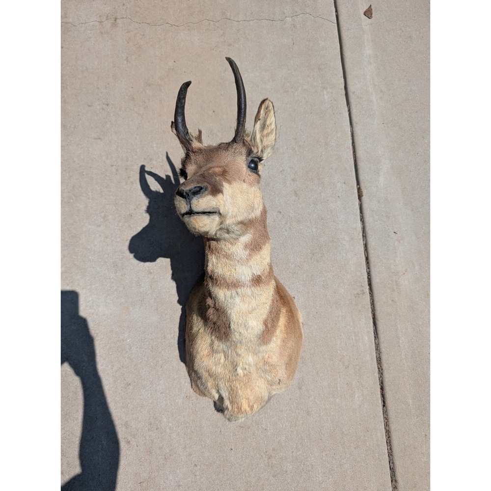 Pronghorn Antelope Mount 32" Tall